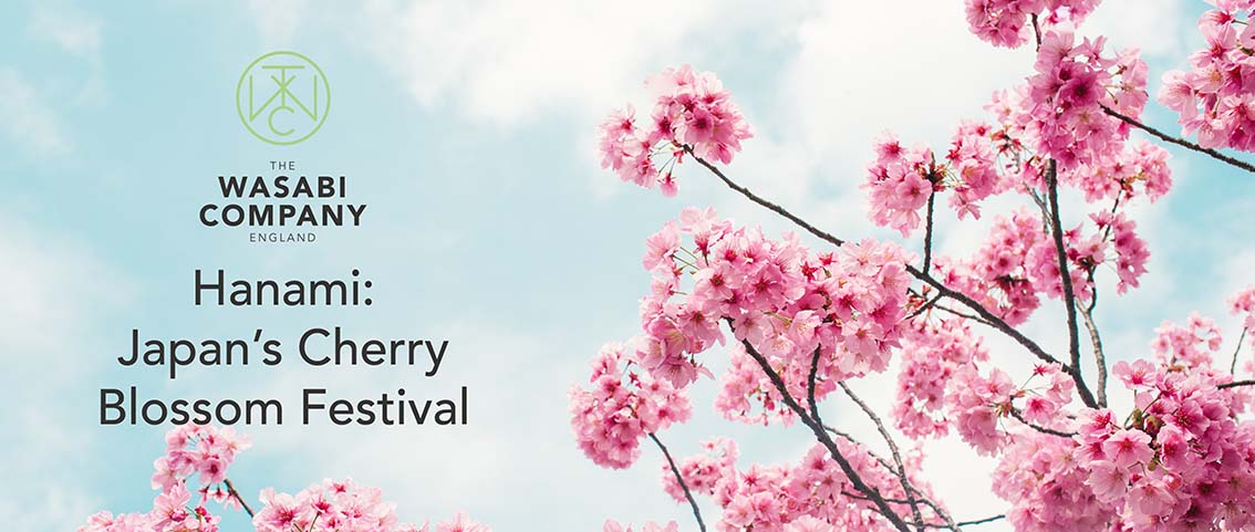 Hanami Sakura Cherry Blossom Festival