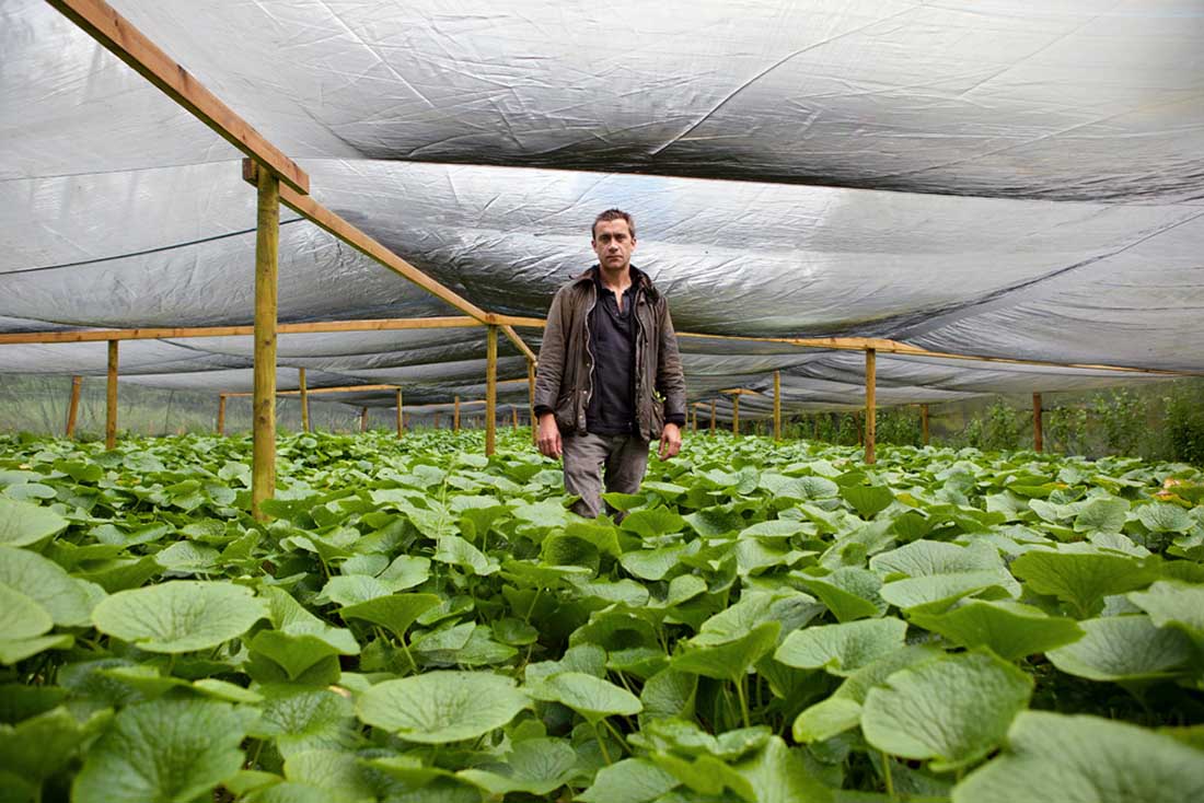 The Wasabi Company - all about us!