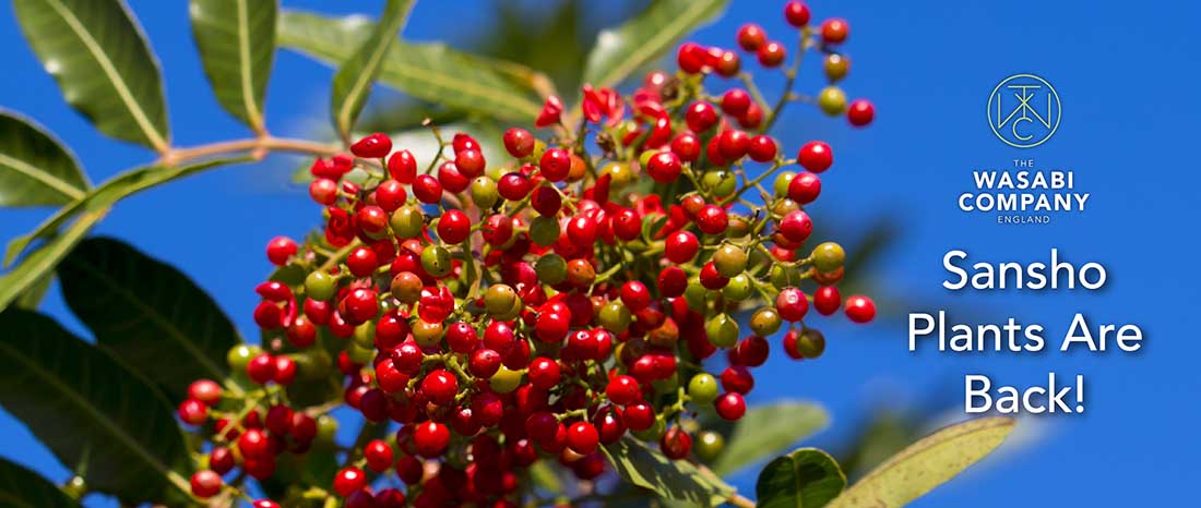 Our Sensational Sansho Plants Are Back!