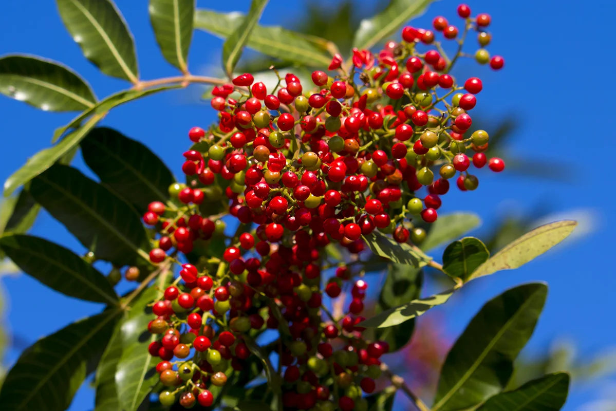 Ingredient Focus: Sanshō (山椒, "mountain pepper")