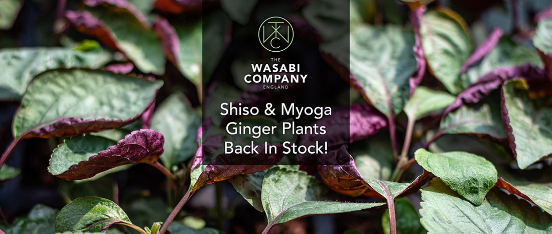 Shiso and Myoga Ginger Plants are back in stock!