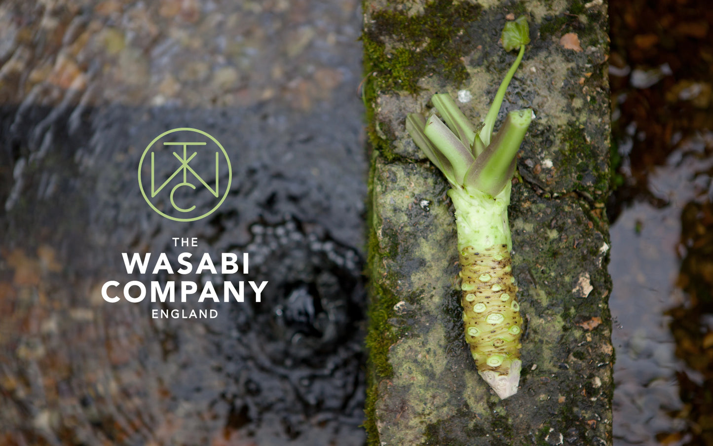 Why Clean Running Water is the Key to Growing Perfect Wasabi