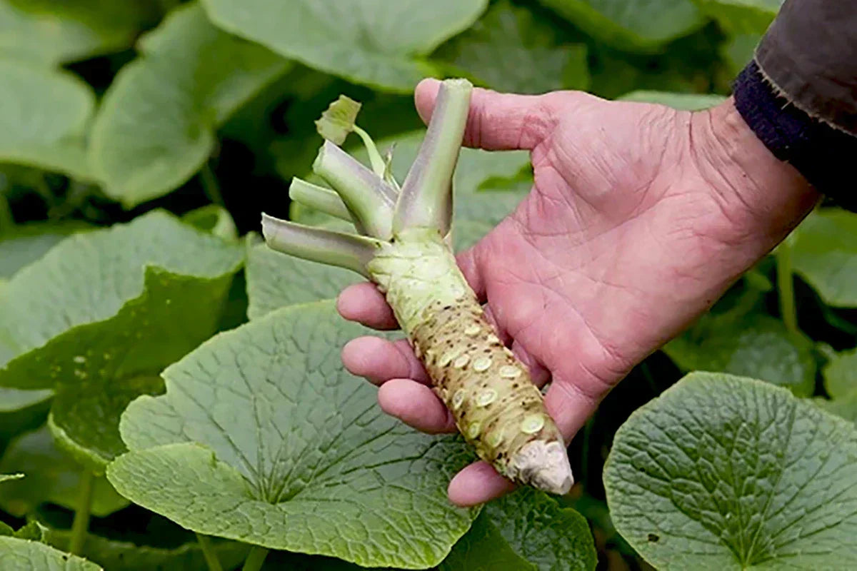 Fresh wasabi stem recently harvested and cleaned on farm