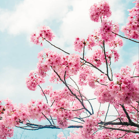All Sakura Products