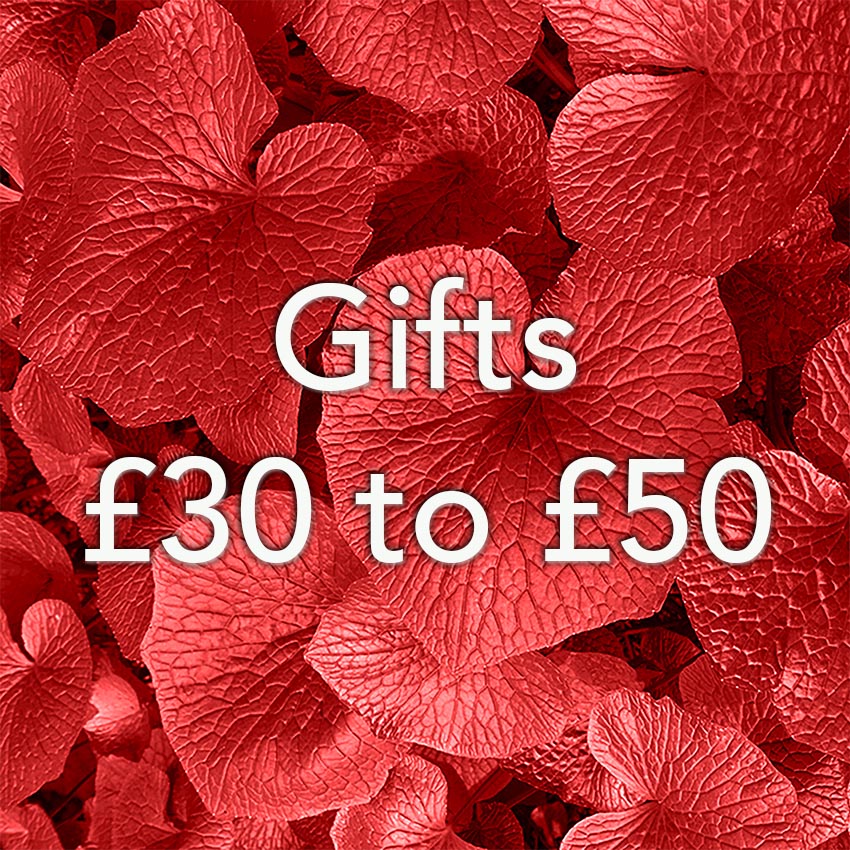 Christmas gift ideas from £30 to £50 available online at The Wasabi Company