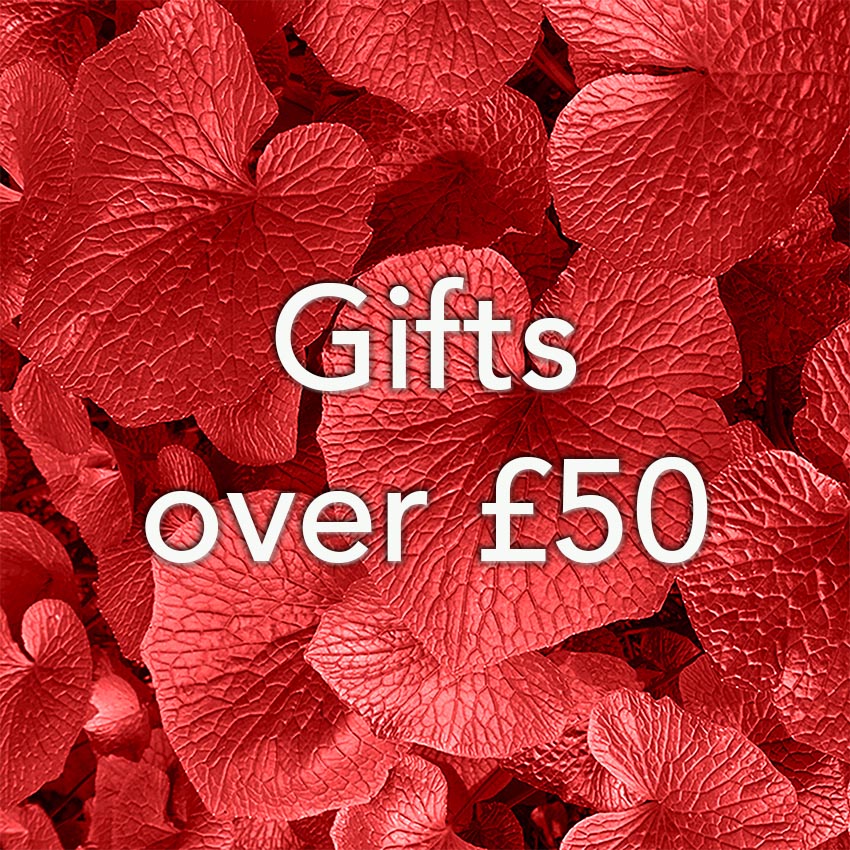 Christmas present ideas over £50 to buy online at The Wasabi Company