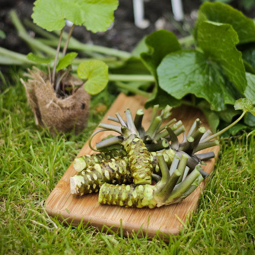 Fresh English Wasabi UK Grown The Wasabi Company