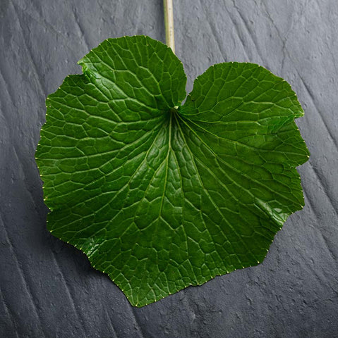 A single green leaf with a broad, rounded shape and visible veins, placed on a dark, textured surface.