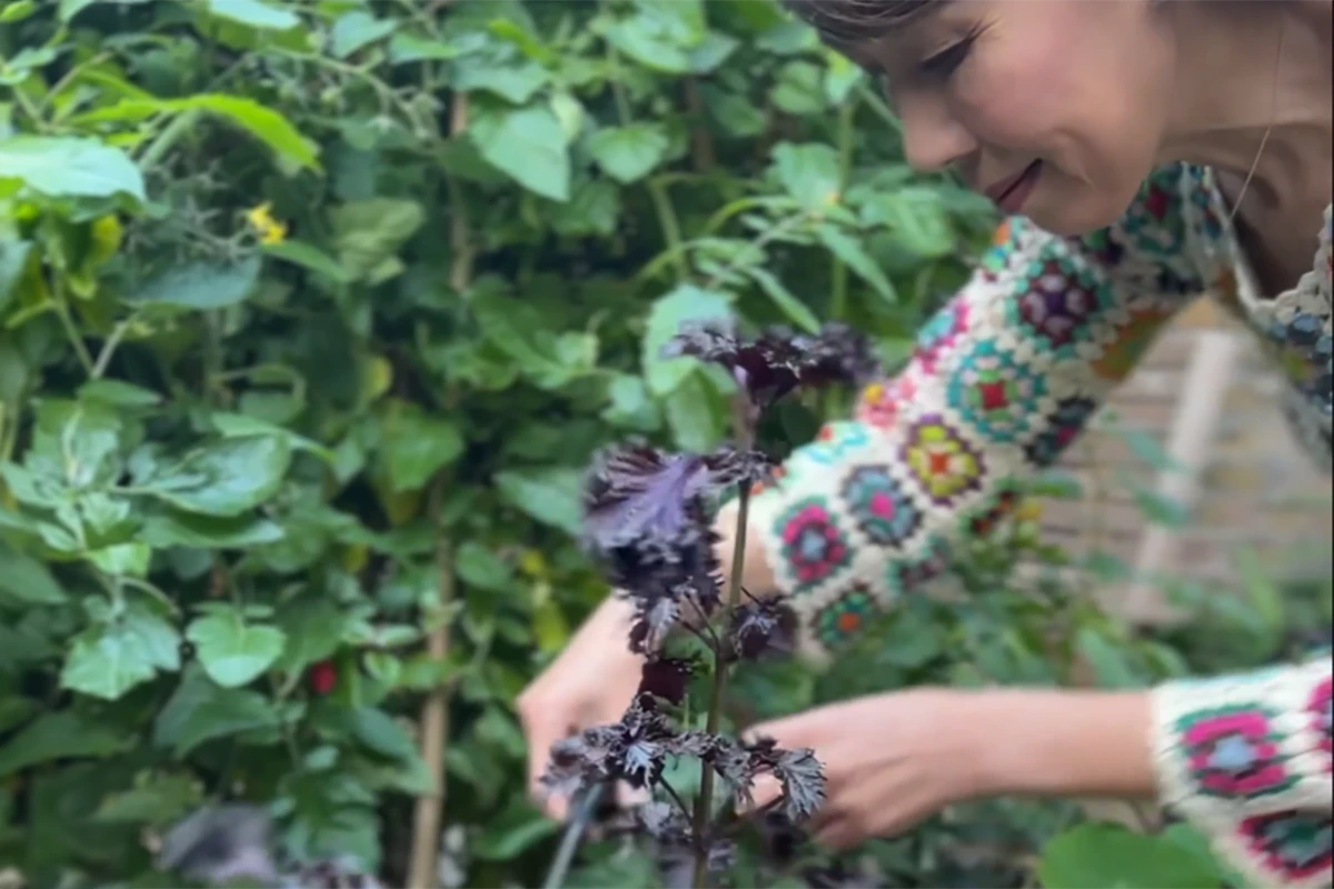 Refreshing Shiso Cordial