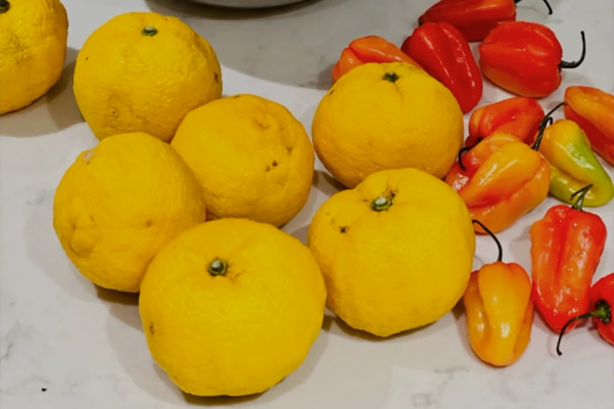 Making Yuzu Kosho