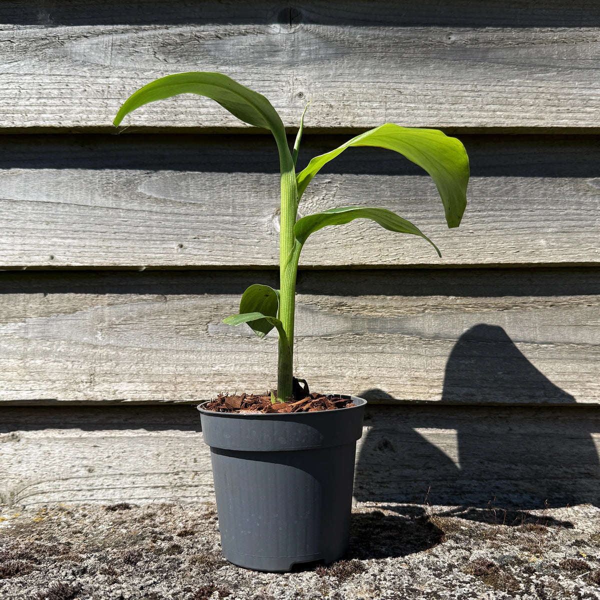 japanese banana plant indoor Hardy Japanese Banana Plant (Musa basjoo)