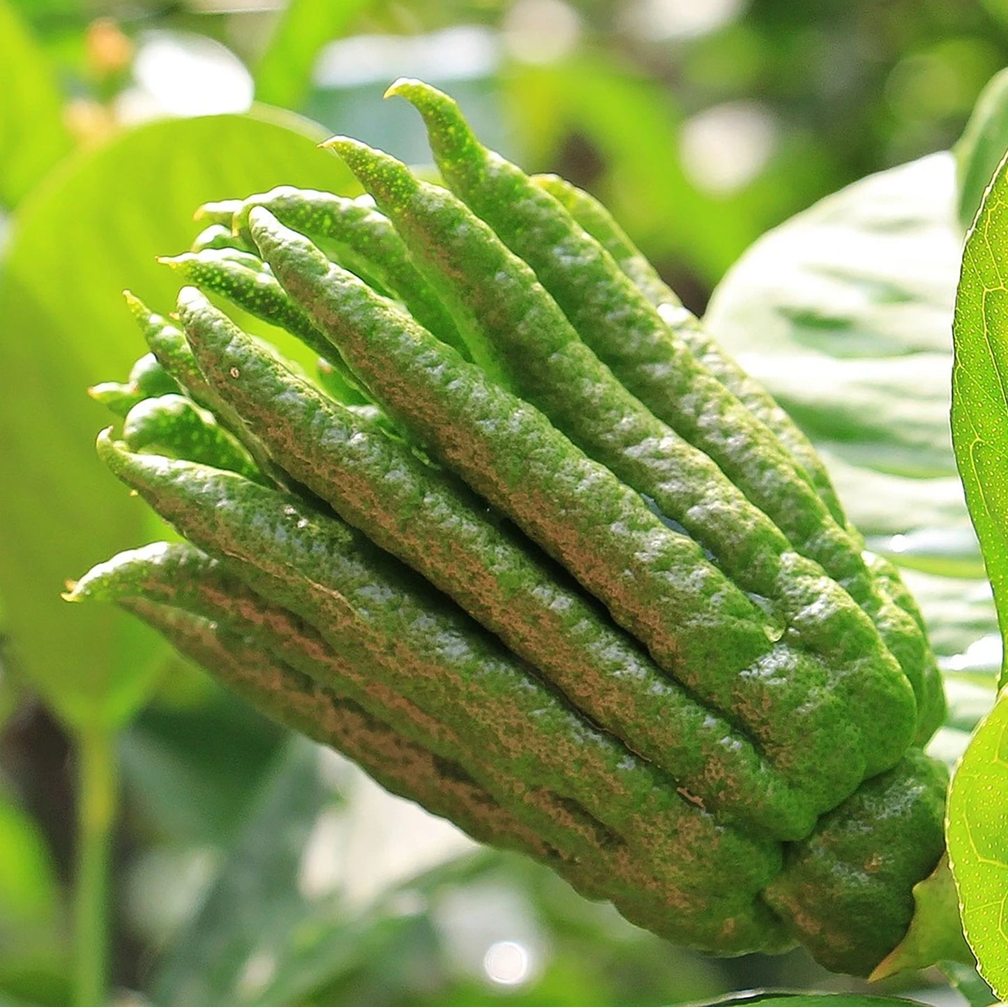 A close-up of Fresh Buddhas Hands - Each, an exotic green citron with elongated finger-like segments, growing on the tree and surrounded by lush leaves.