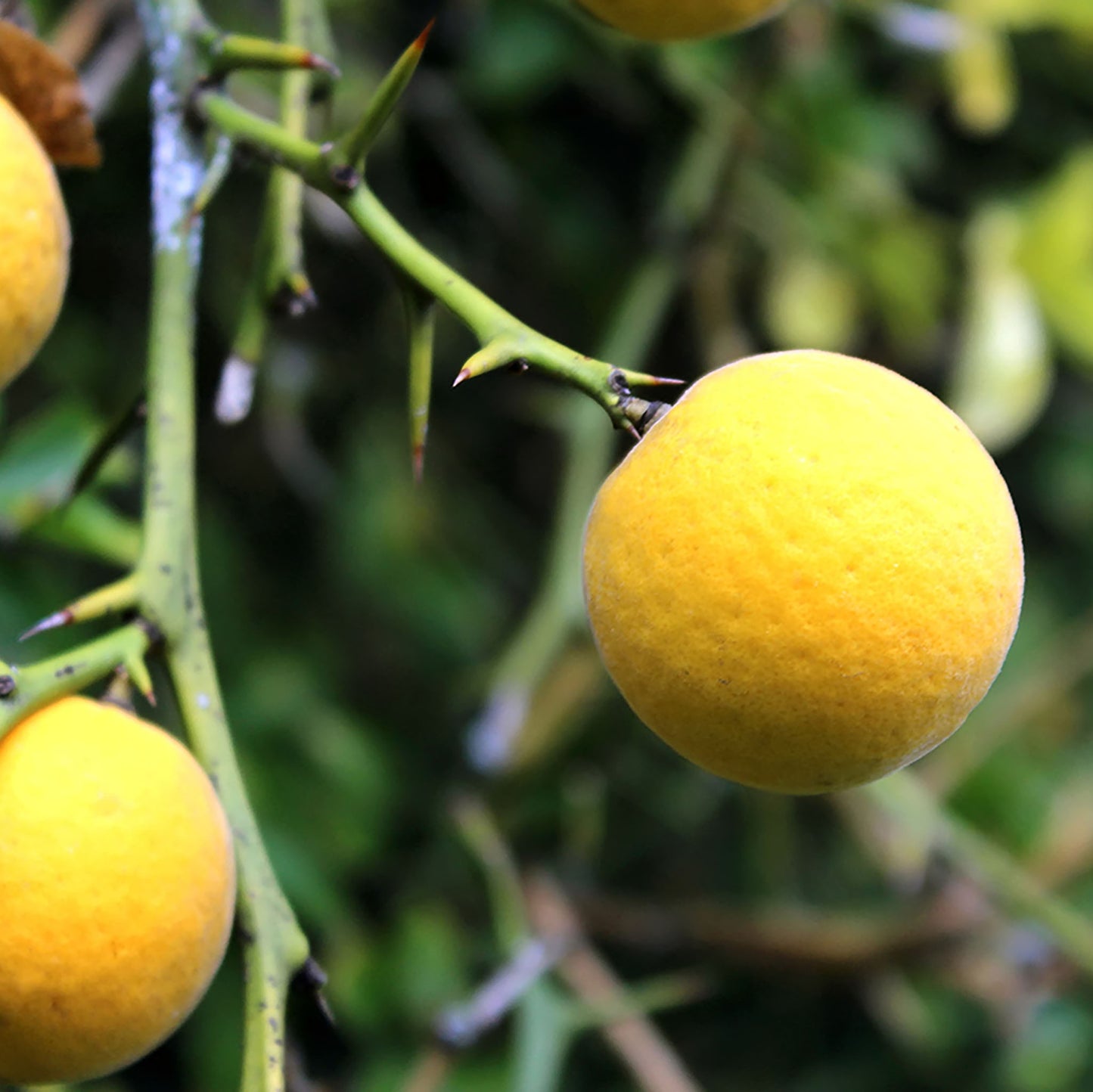 A Fresh Flying Dragon, a round yellow fruit with a textured rind, hangs from a spiky branch against a green backdrop—ideal for zesty marmalades.
