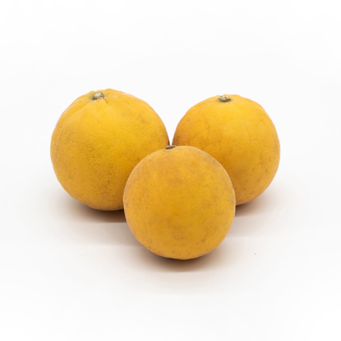 Three round, yellowish-brown Fresh Flying Dragon fruits are arranged on a plain white background—perfect for making unique marmalades.