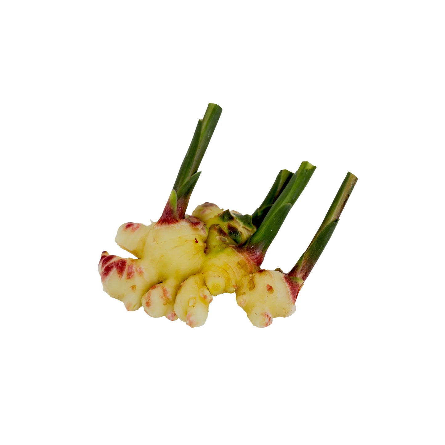 Fresh Ginger with green stalks attached, isolated on a white background.