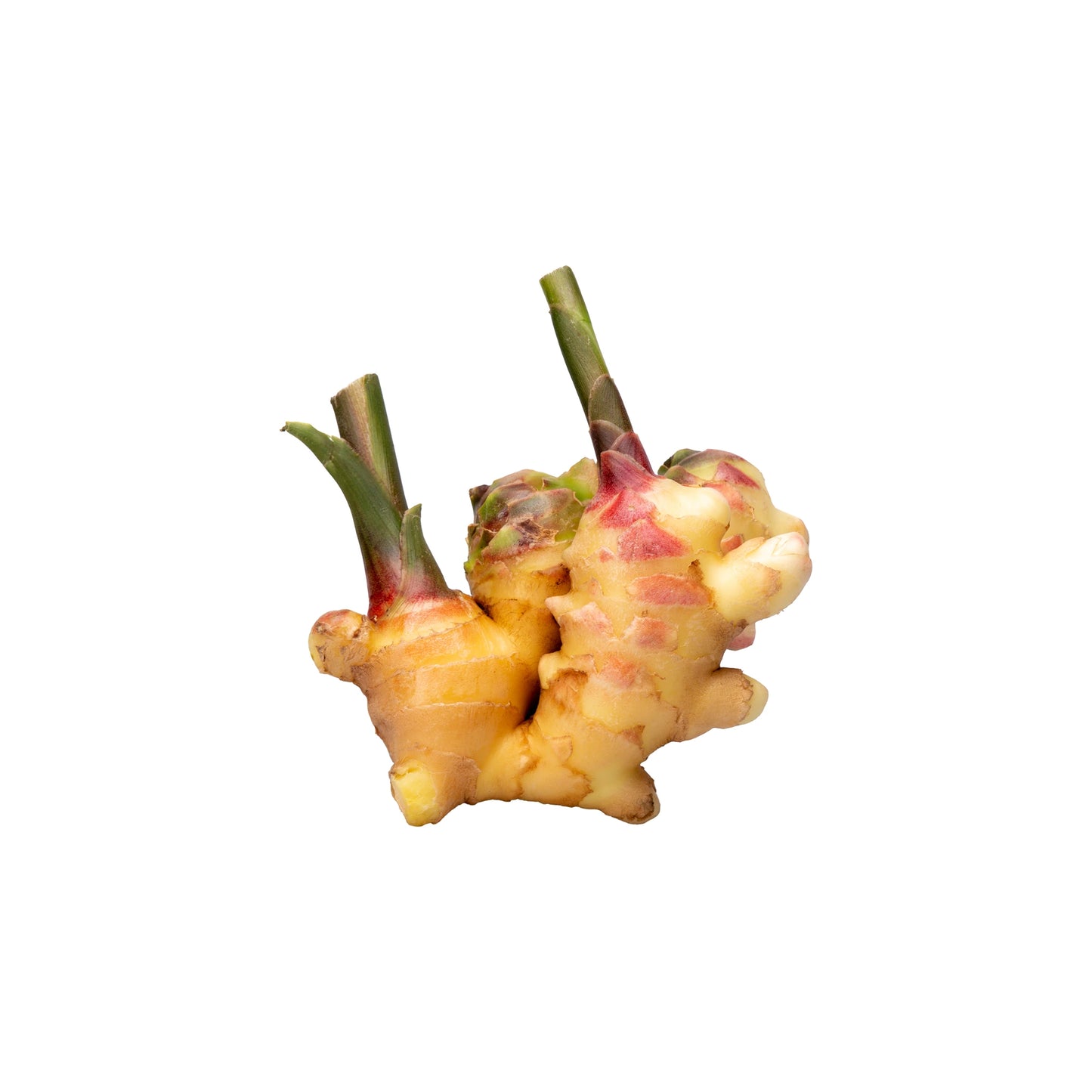 Fresh Ginger with light brown skin, pinkish tips, and green stems—ideal for making pickled ginger. Isolated on a white background.
