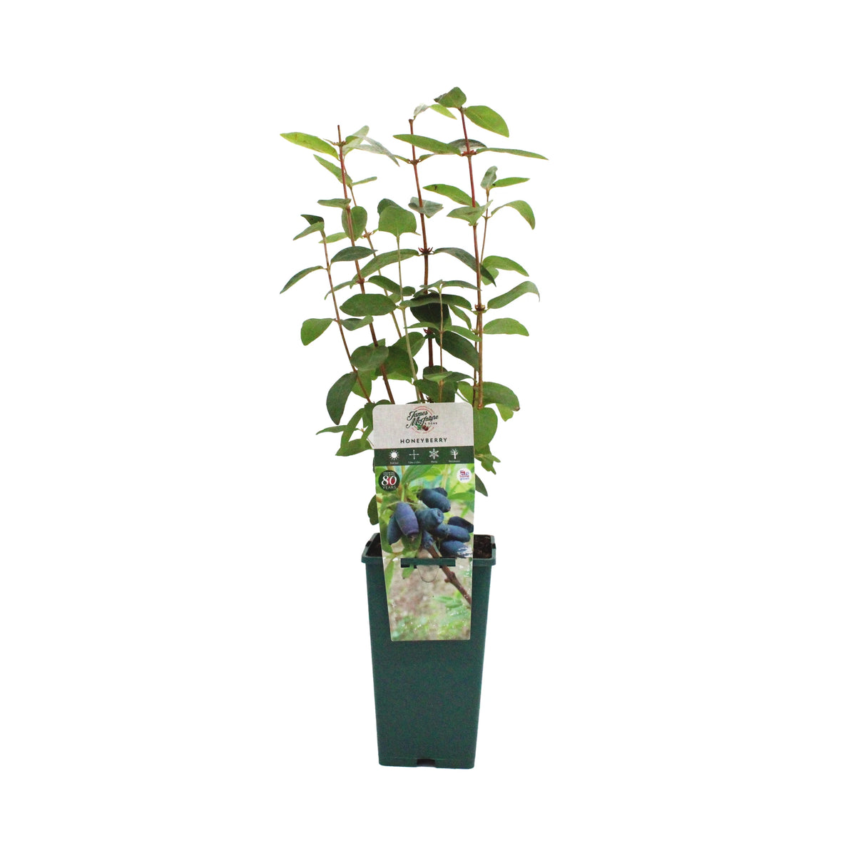 Honeyberry Plant - Blue Banana