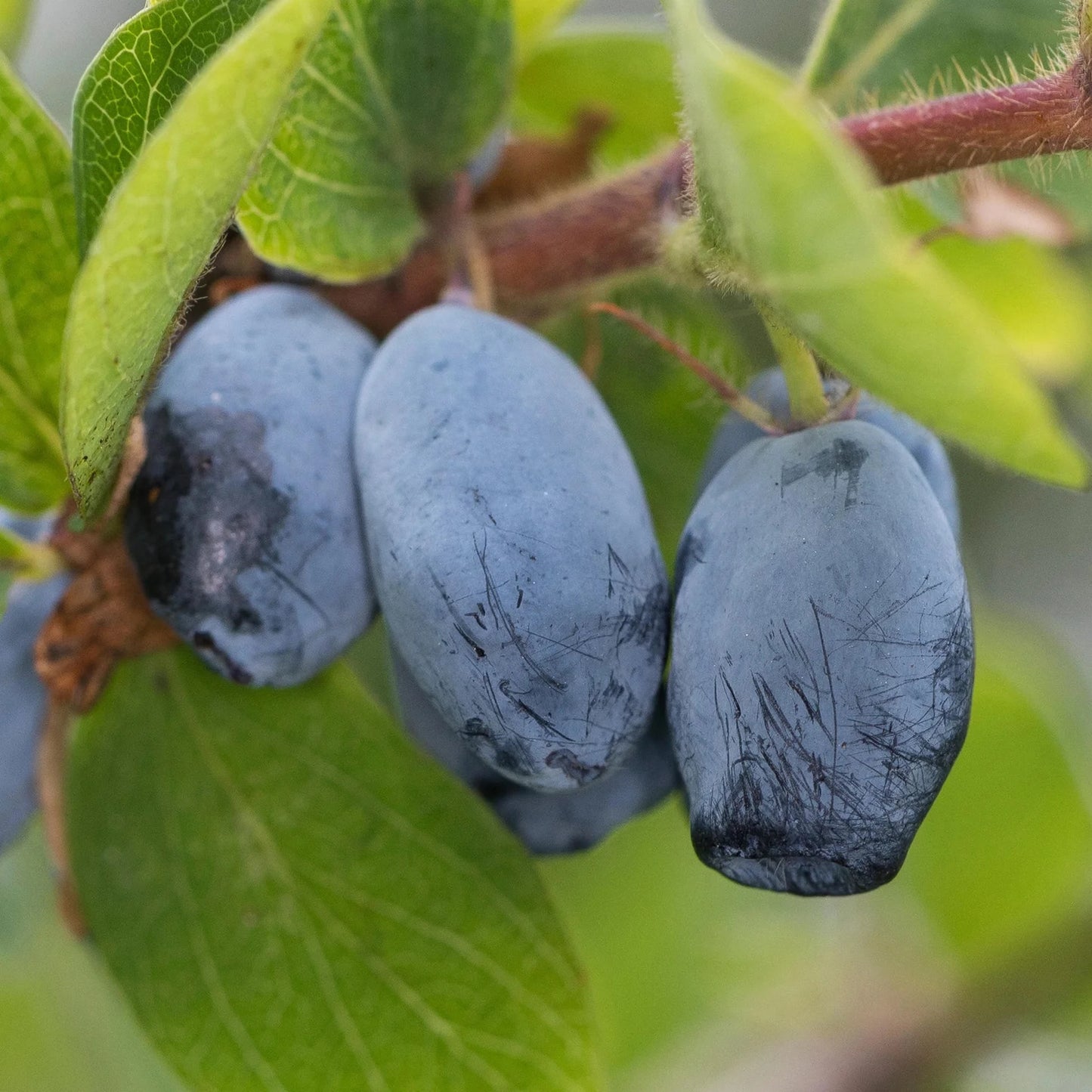 Close-up of three elongated, blue Honeyberry Plant - Blue Treasure fruits with slightly rough skins, hanging from a branch with green leaves.