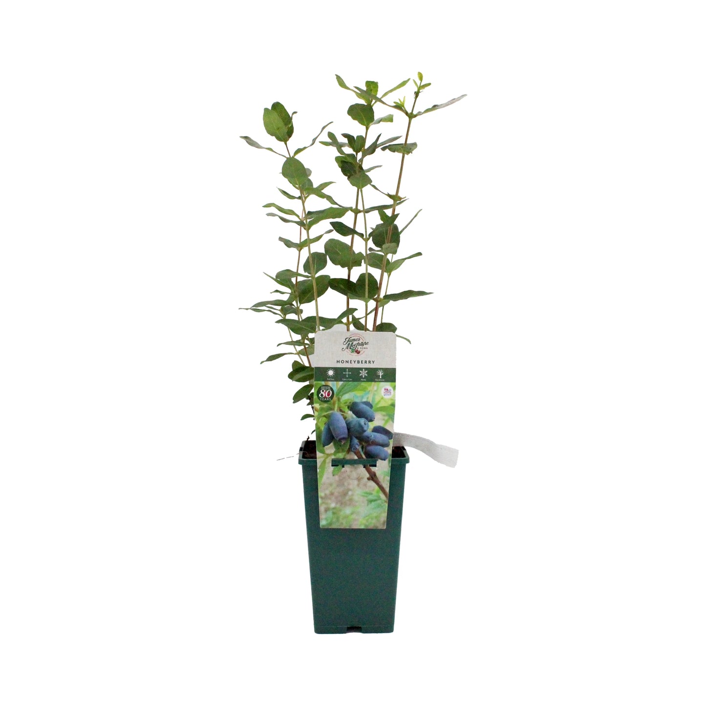 The Honeyberry Plant - Blue Treasure features lush green leaves and a tag with details and an image of ripe haskap berries—an ideal addition for UK gardeners.