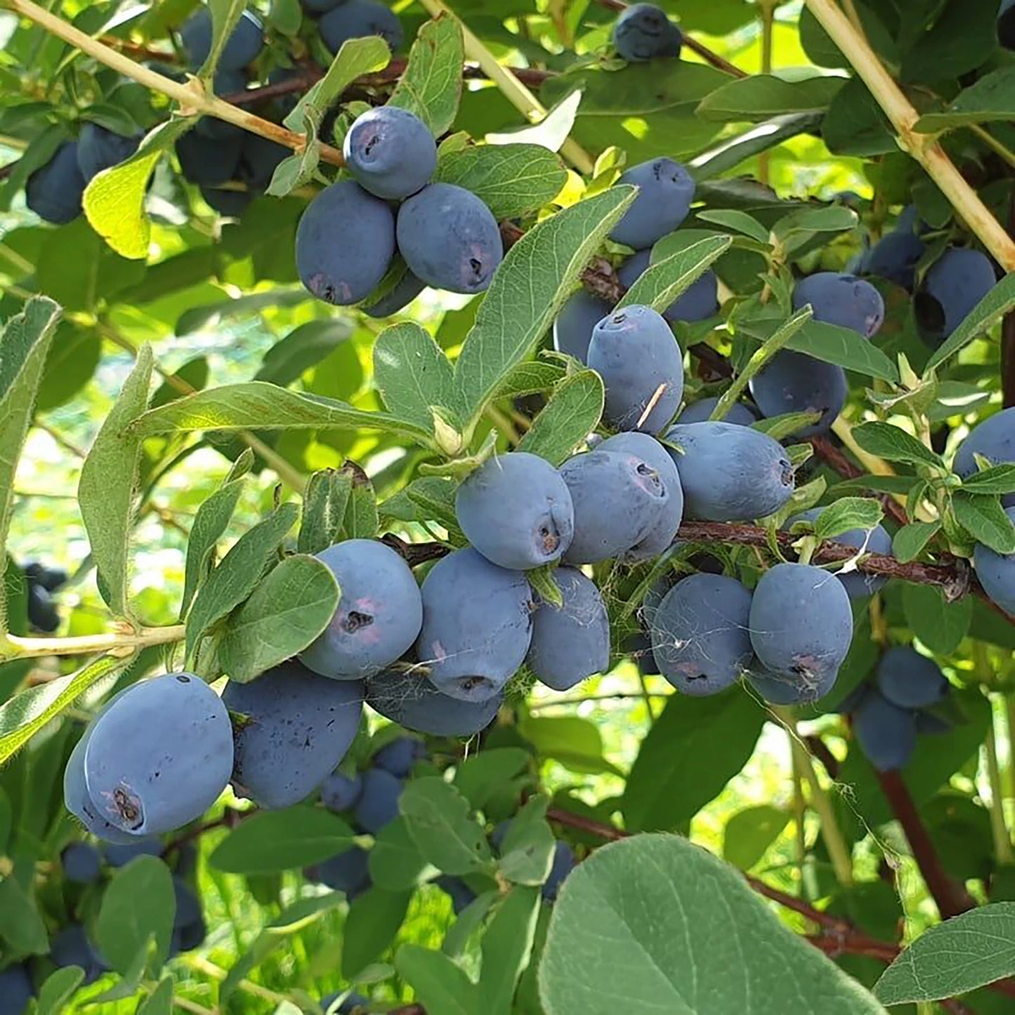 Clusters of ripe Honeyberry Plant - Strawberry Sensation, prized for their strawberry-like flavor and exceptional cold hardiness, grow on lush green branches.