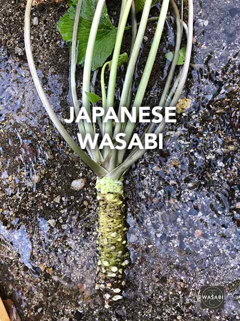 Japanese Wasabi