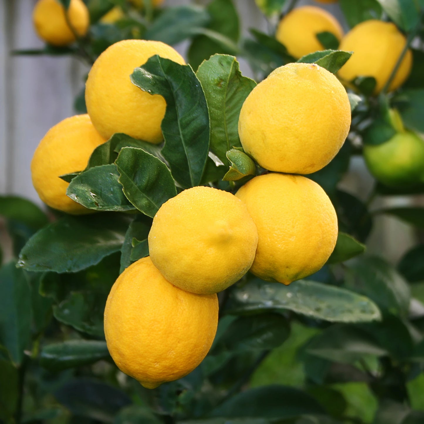 Fresh Meyer Lemons, prized for their sweeter flavor and mandarin heritage, growing in a cluster on the leafy branch of a lemon tree.