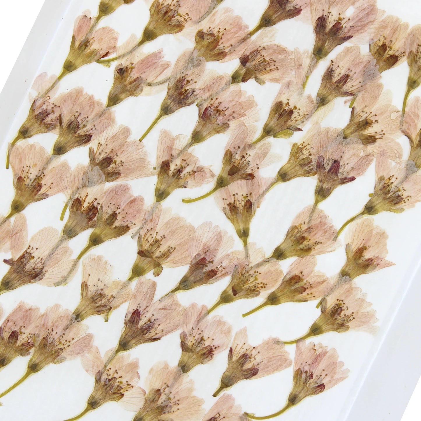 Neatly arranged on a white background, these 50 dried and edible Pink Cherry (Sakura) Blossoms evoke gentle beauty and the fleeting emotion of mono no aware.