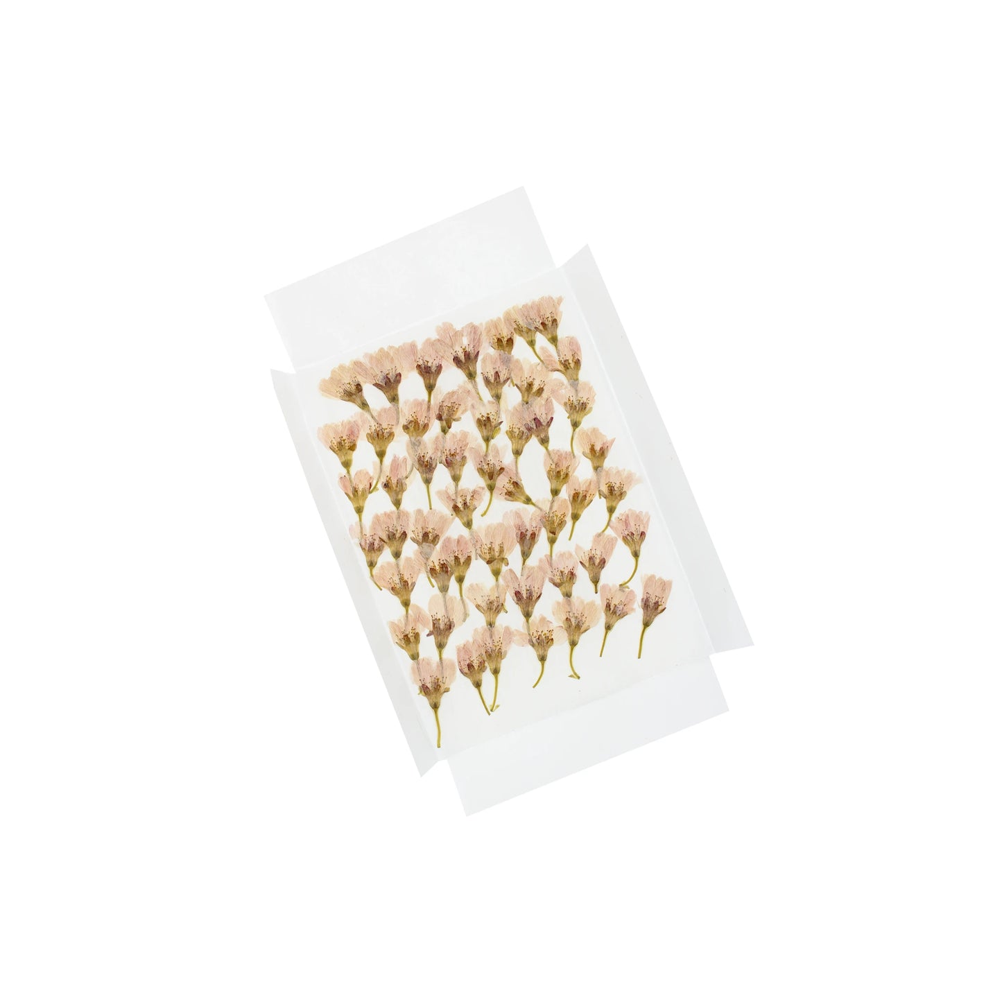 Fifty edible dried pink cherry (sakura) blossoms, neatly arranged on white paper beneath a translucent sheet, evoke the delicate beauty of hanami and the fleeting feeling of mono no aware.