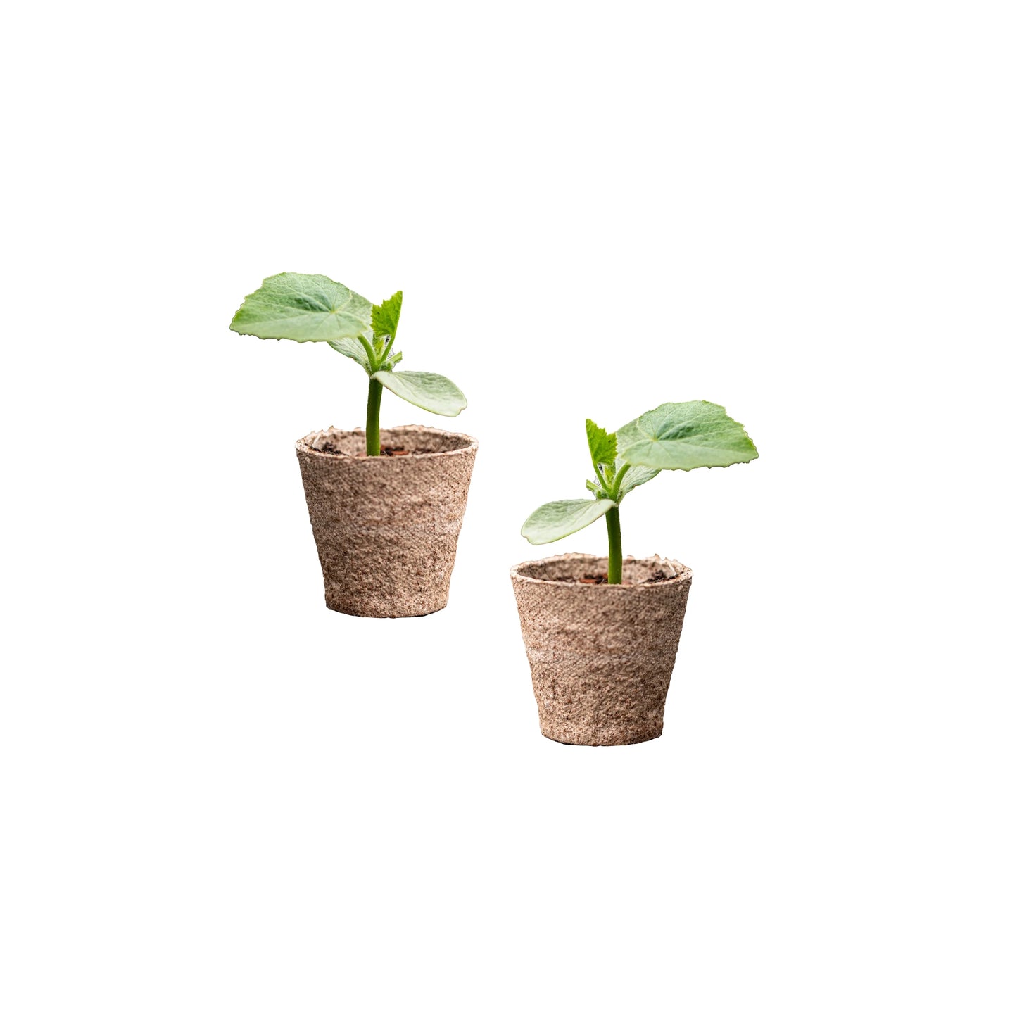 Two Red Hokkaido Japanese Pumpkin Plants, each with broad green leaves, are growing in biodegradable pots filled with soil and shown isolated on a white background.