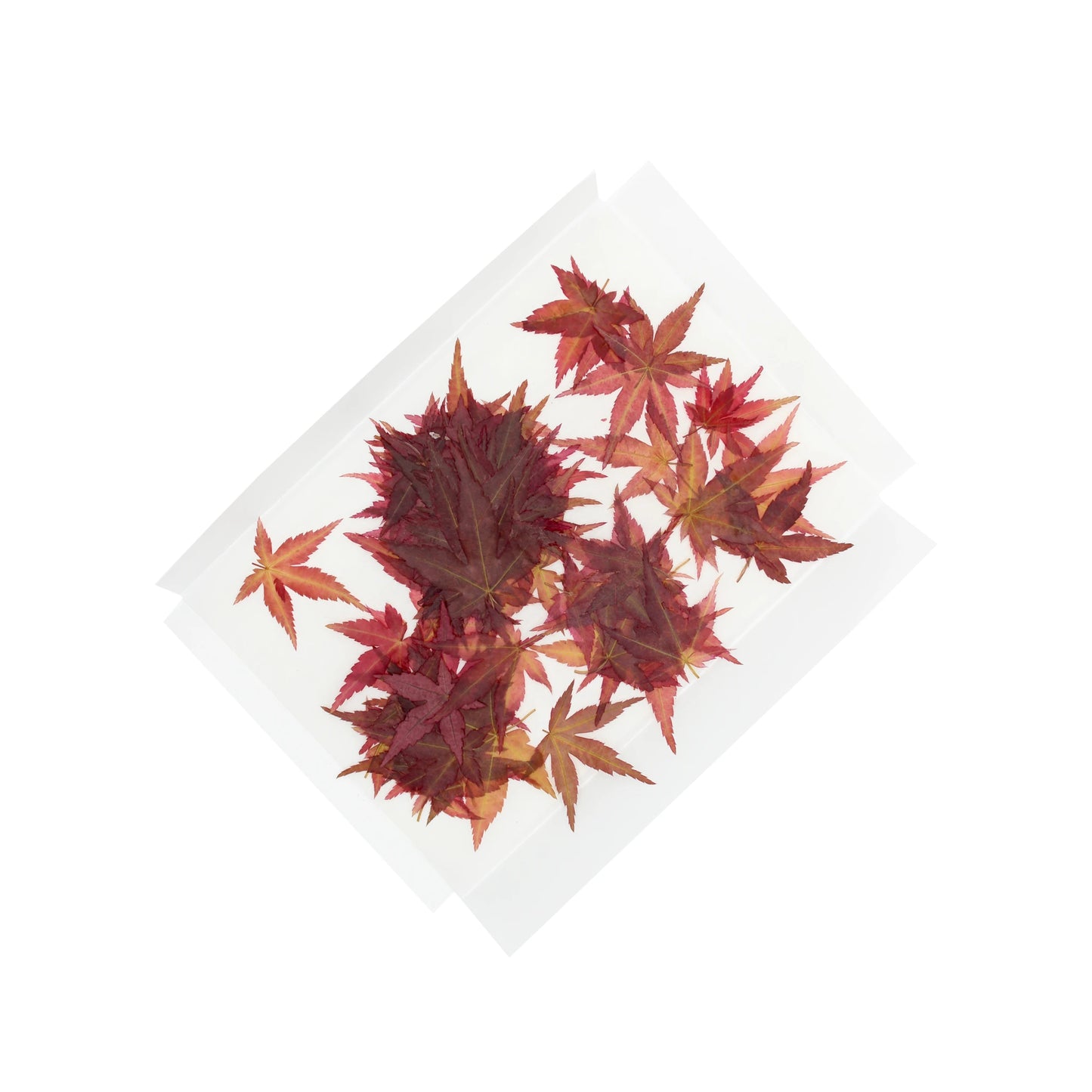 A set of 100 Dried Edible Maple Leaves, featuring pressed red and orange leaves from pesticide-free Japanese maples, arranged on white sheets.