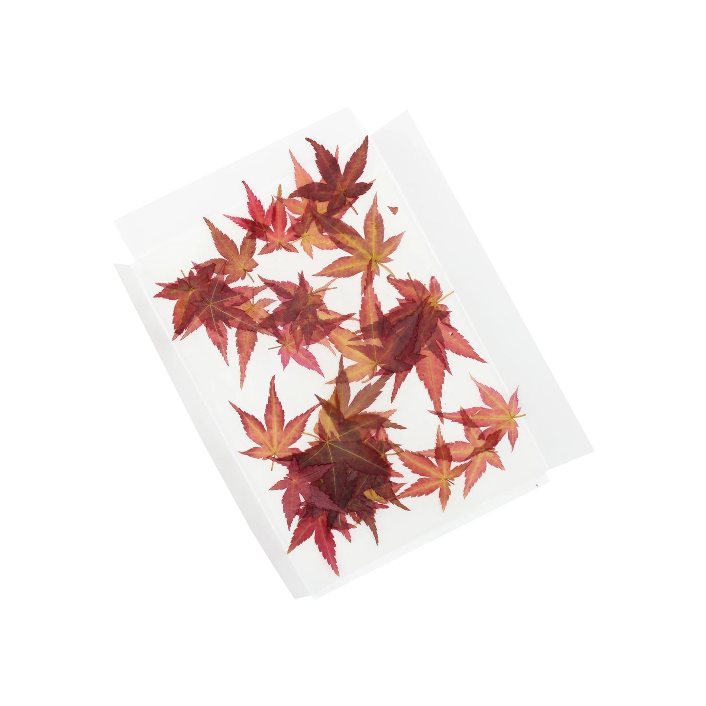 Dried Edible Maple Leaves - 100: A transparent sheet featuring 100 edible, pesticide-free Japanese maple leaves arranged in a scattered pattern on a white background.