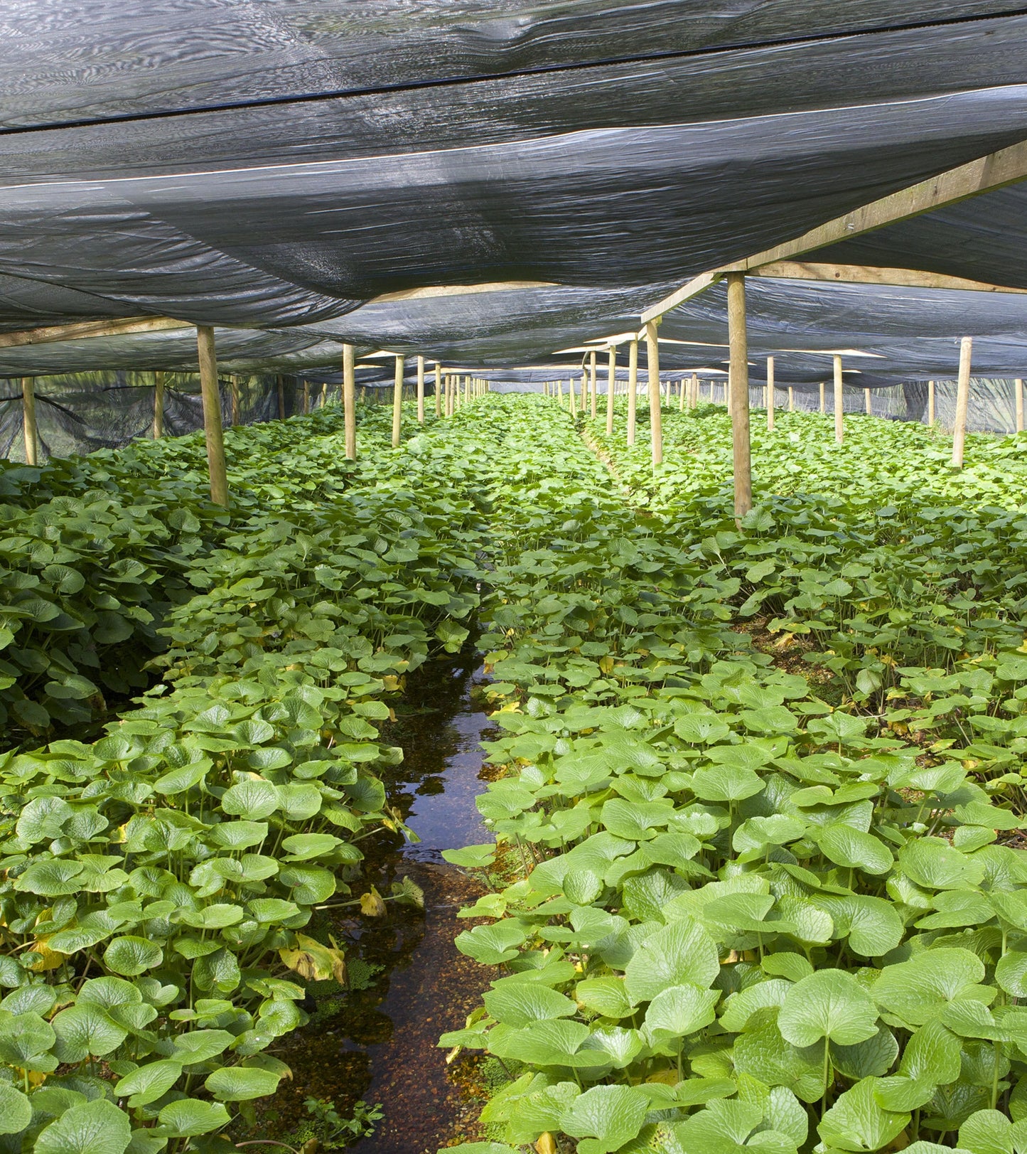 The Wasabi Company