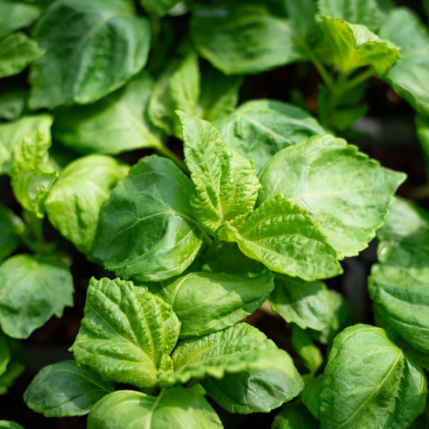 Close-up of Green Shiso Plants - Set of 3, a Japanese herb with edible green leaves, thriving in natural sunlight.