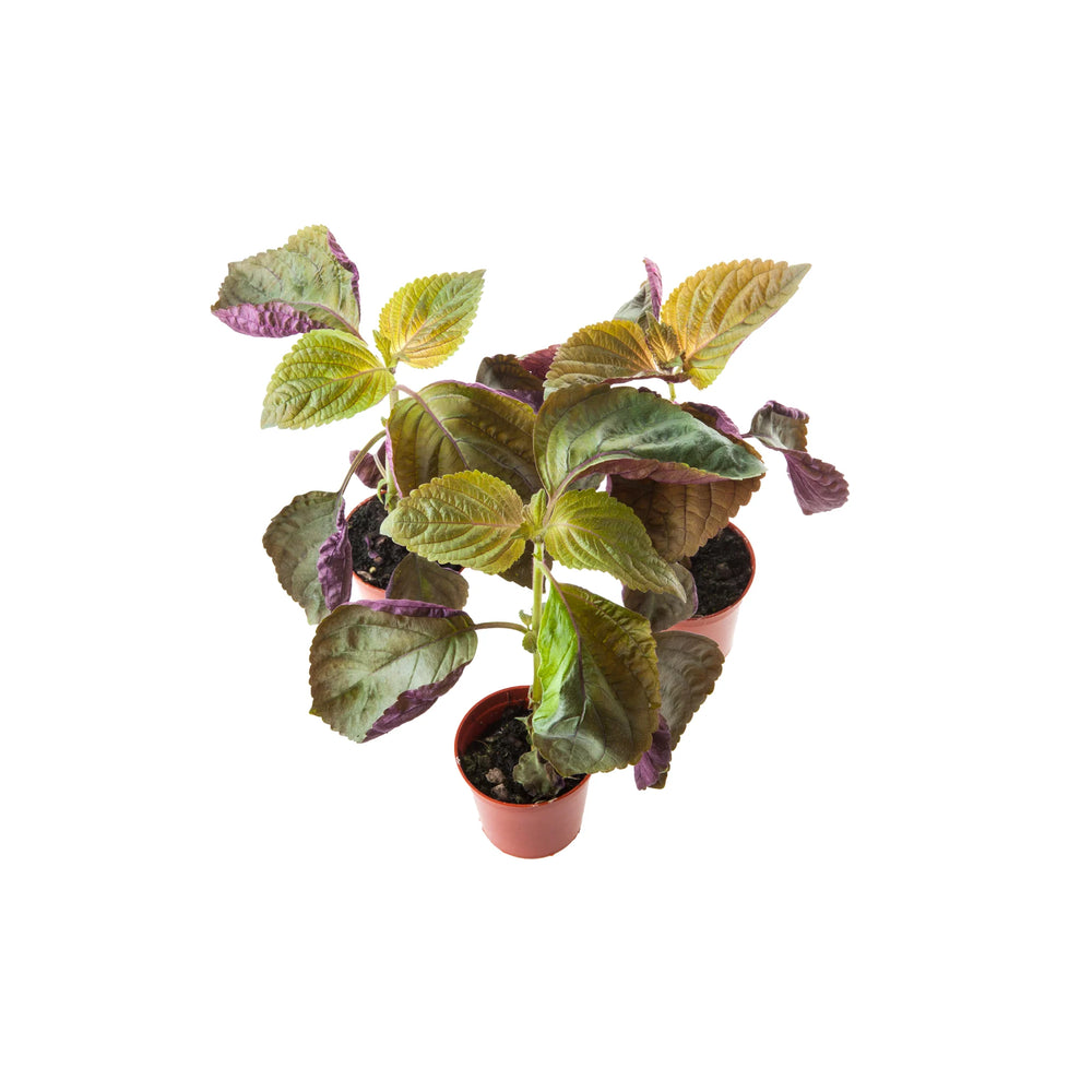 Bi-colour Shiso Plants - Set of 3