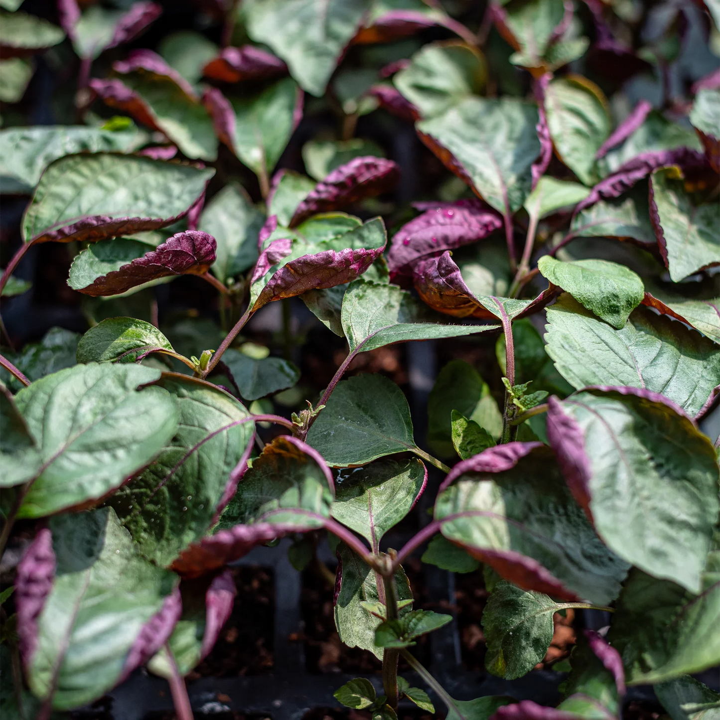 A set of 3 Bi-colour Shiso Plants, a Japanese herb with green leaves edged in purple, grows in a black plastic tray filled with soil, viewed from above.