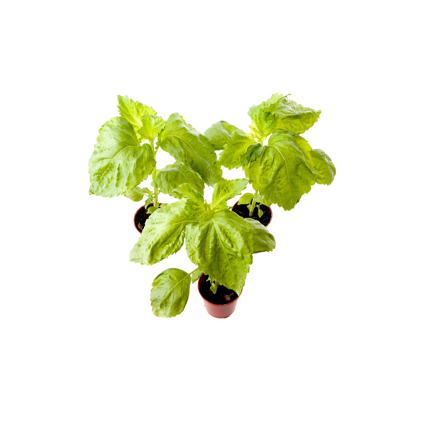 A set of three Green Shiso plants with vibrant edible leaves is displayed against a white background.