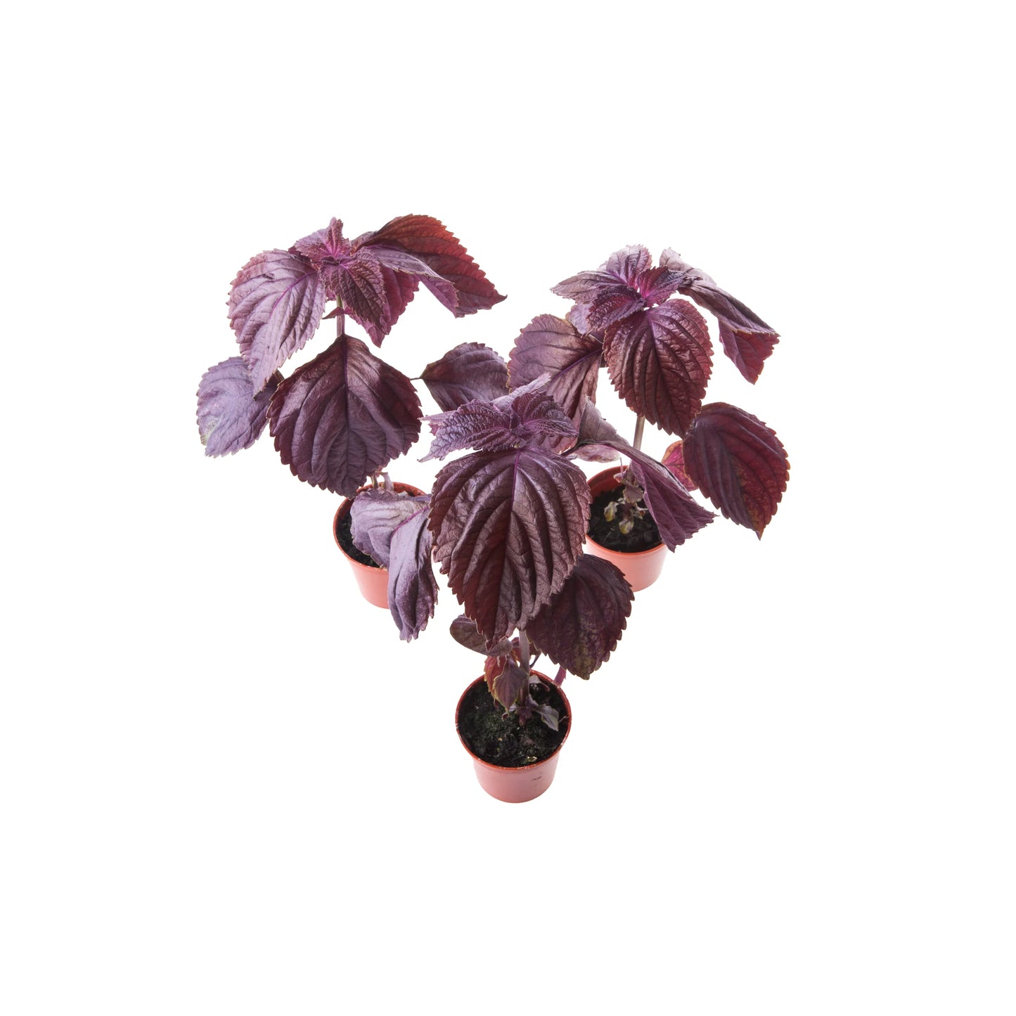 A set of 3 Purple (Red) Shiso plants, a beloved Japanese herb with dark purple serrated leaves, is displayed against a white background.