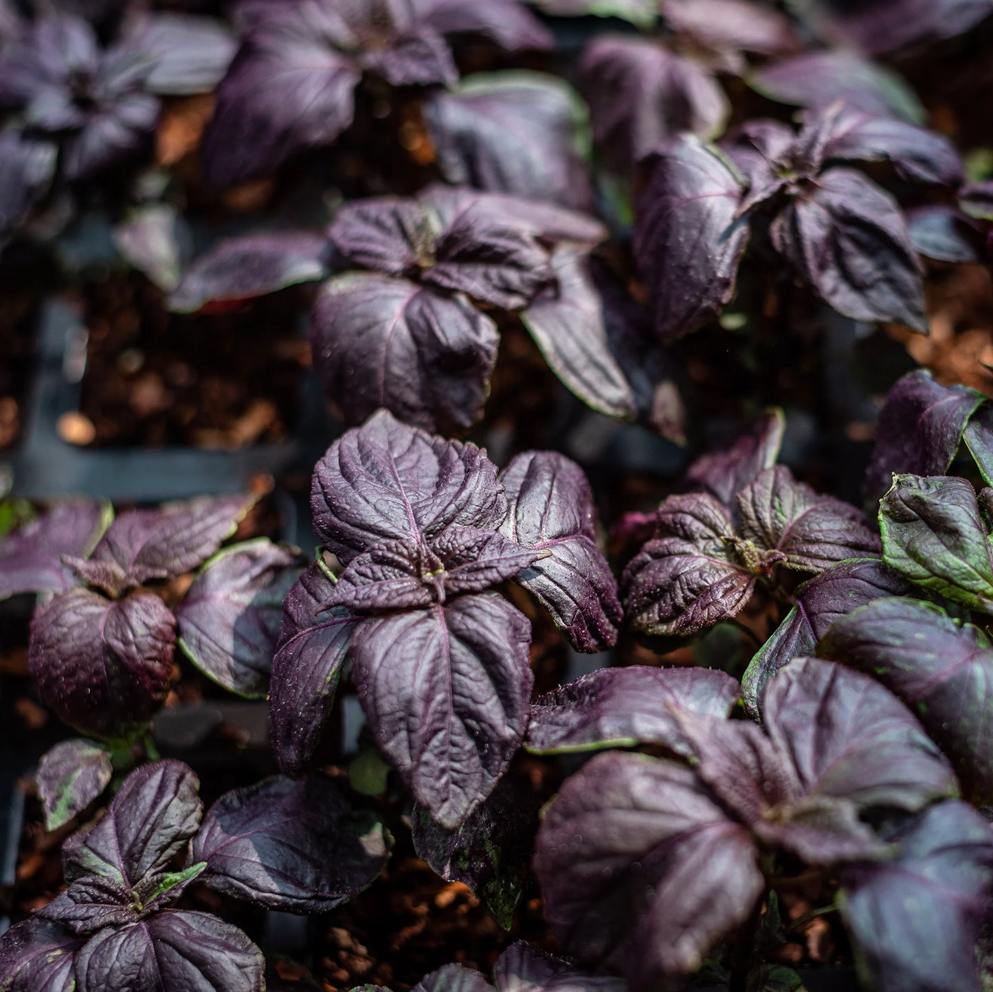 Close-up of Purple (Red) Shiso Plants - Set of 3, featuring vibrant green and deep purple leaves growing in rich soil.