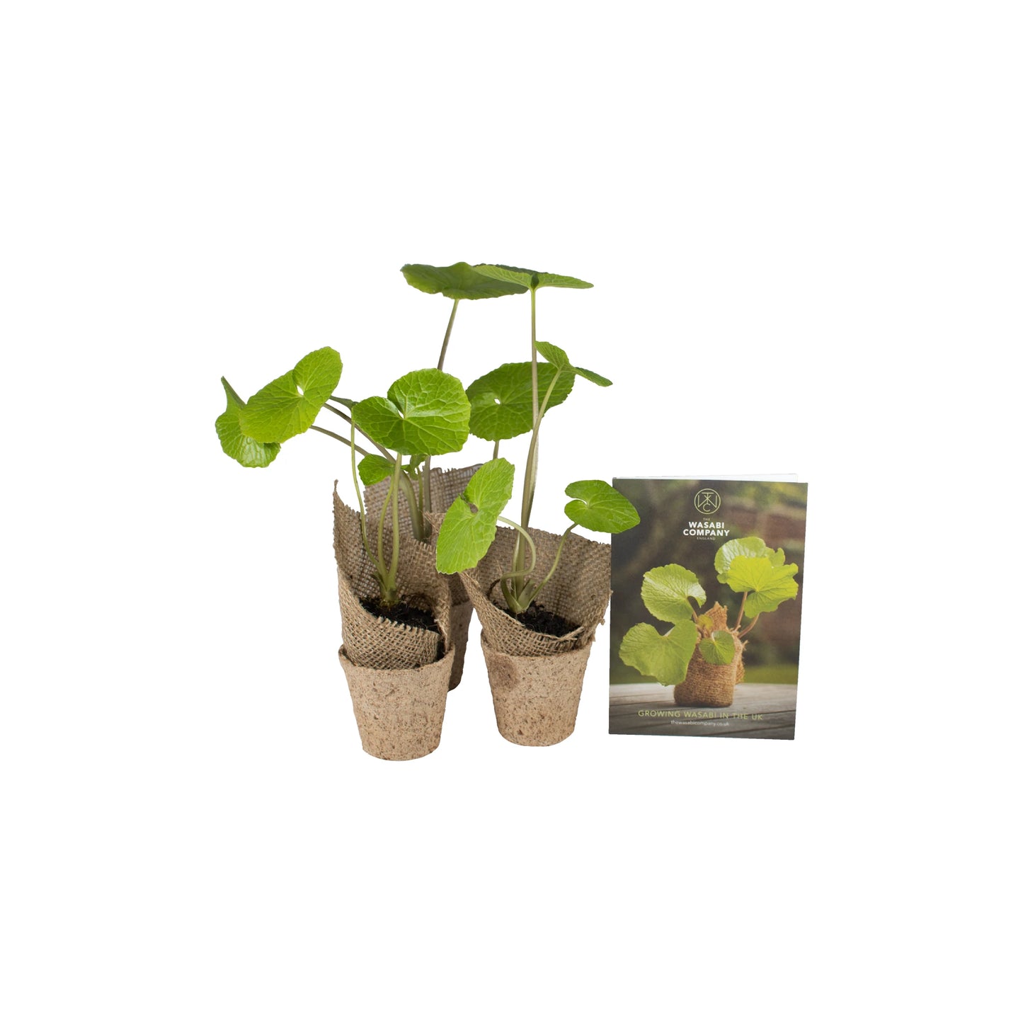 Three young wasabi plants with heart-shaped leaves in biodegradable pots are placed next to a seed packet showing an image and details about their edible rhizomes.