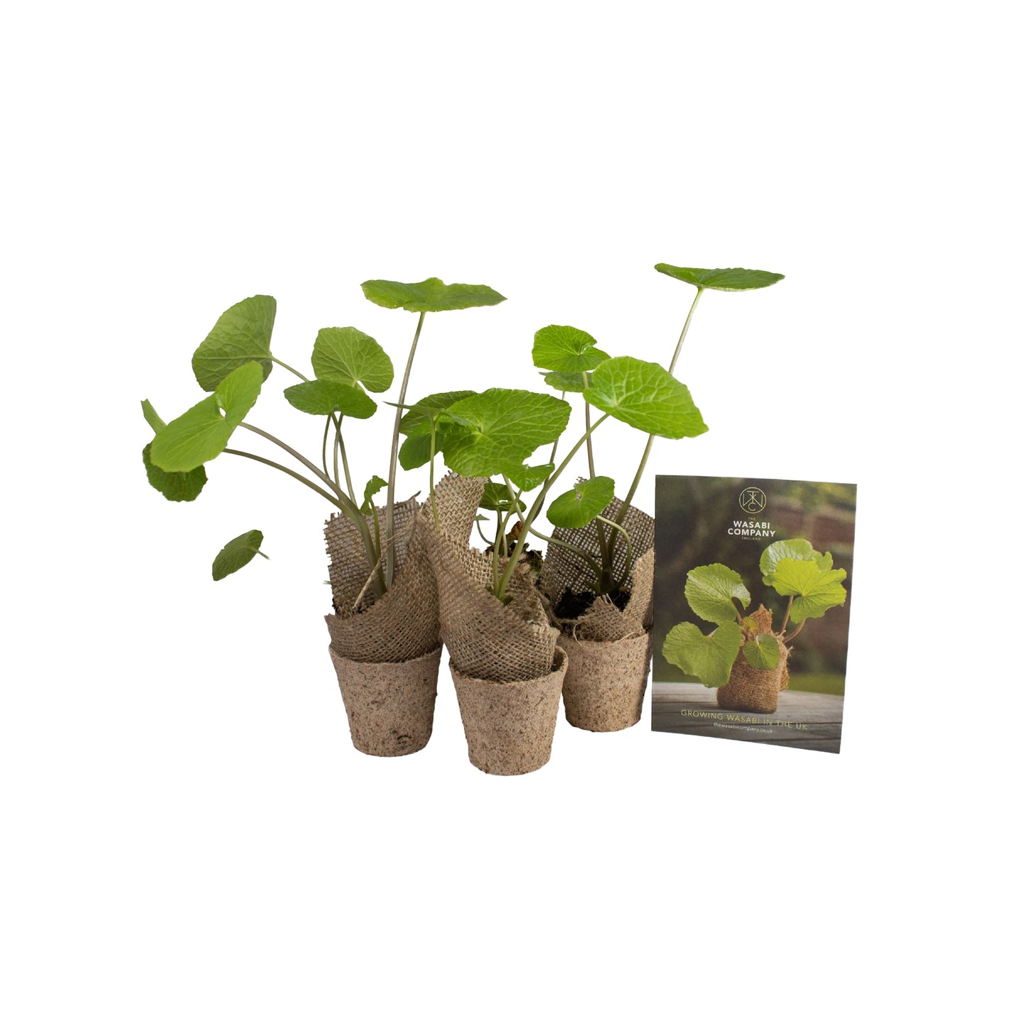 The Wasabi Plants - Set of 5 features young plants with heart-shaped leaves in biodegradable pots, complete with a care instruction card, all presented on a white background.