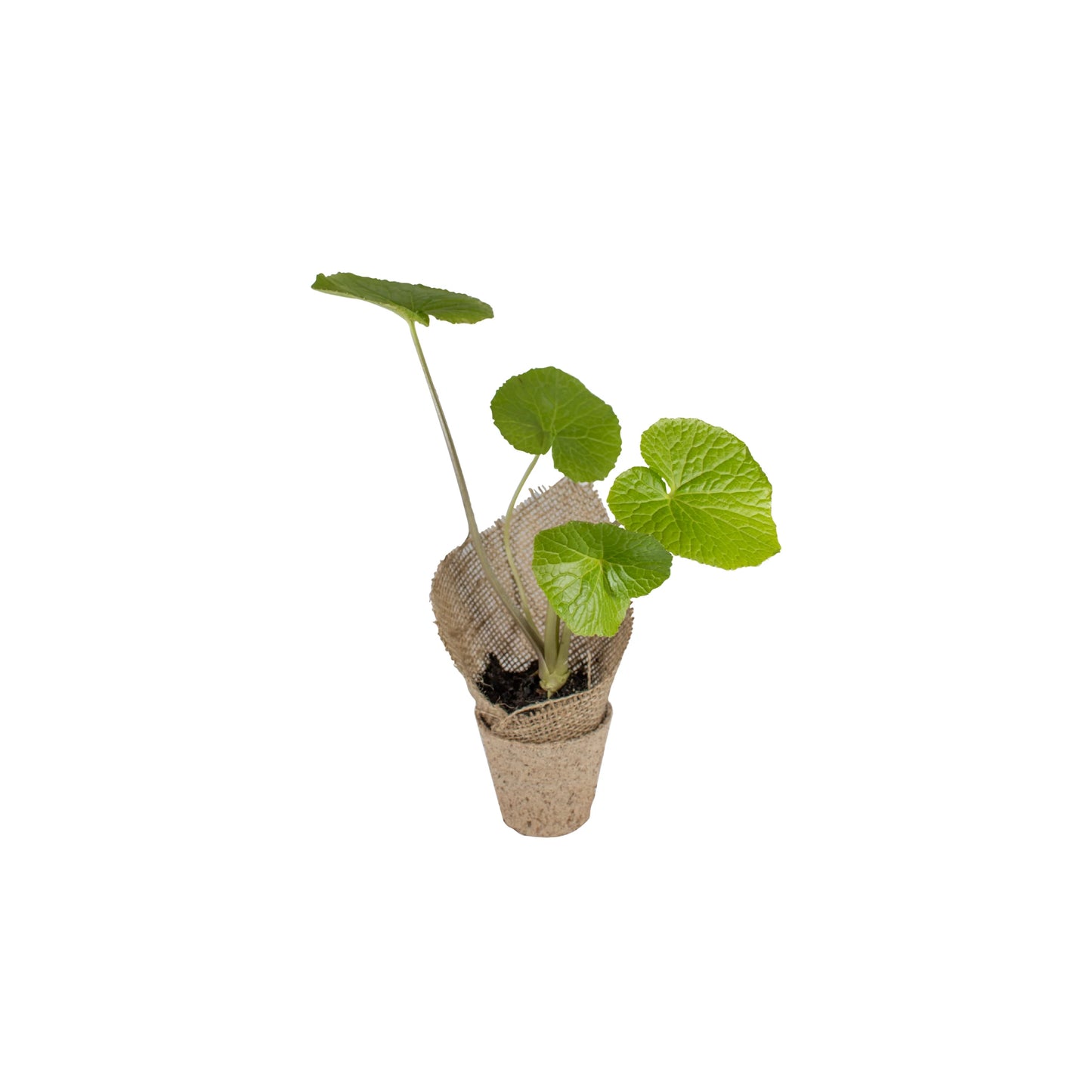 A Wasabi Plant with heart-shaped green leaves sits in a biodegradable pot wrapped in burlap, isolated on a white background.
