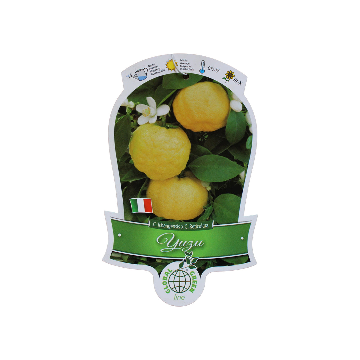 Yuzu Tree | Volkamerania | The Wasabi Company