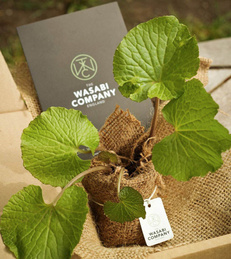 A set of 5 potted wasabi plants with heart-shaped leaves arrives in a cardboard box, each wrapped in burlap and featuring The Wasabi Company tag and a branded card.