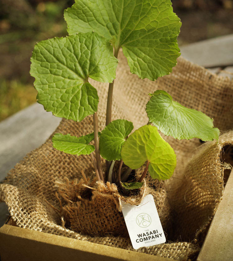 A Wasabi Plant with heart-shaped leaves in a burlap-wrapped pot labeled “Wasabi Company” sits in a cardboard box.