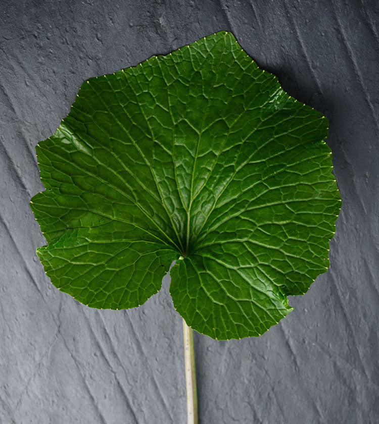 A single, round English Wasabi Baby Leaf (30g) with prominent veins rests on a dark, textured surface—an ideal salad garnish grown in England.