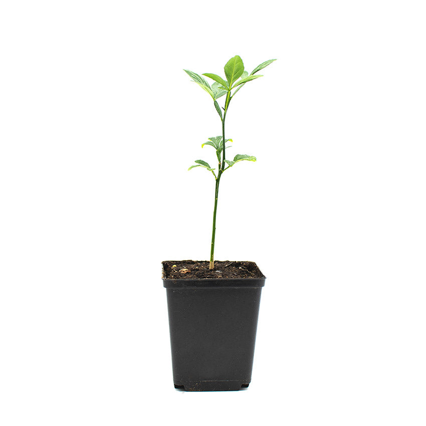 A small Japanese Bitter Orange Tree with several green leaves grows in a black plastic pot of soil, set against a plain white background.