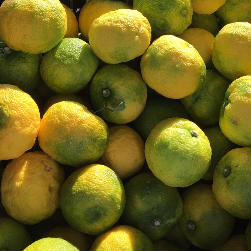 Fresh Yuzu displays a striking mix of green and yellow hues in direct sunlight.