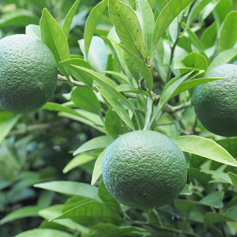 Three unripe green Fresh Sudachi, similar to those used in Japanese cooking, growing on a tree with green leaves in the background.