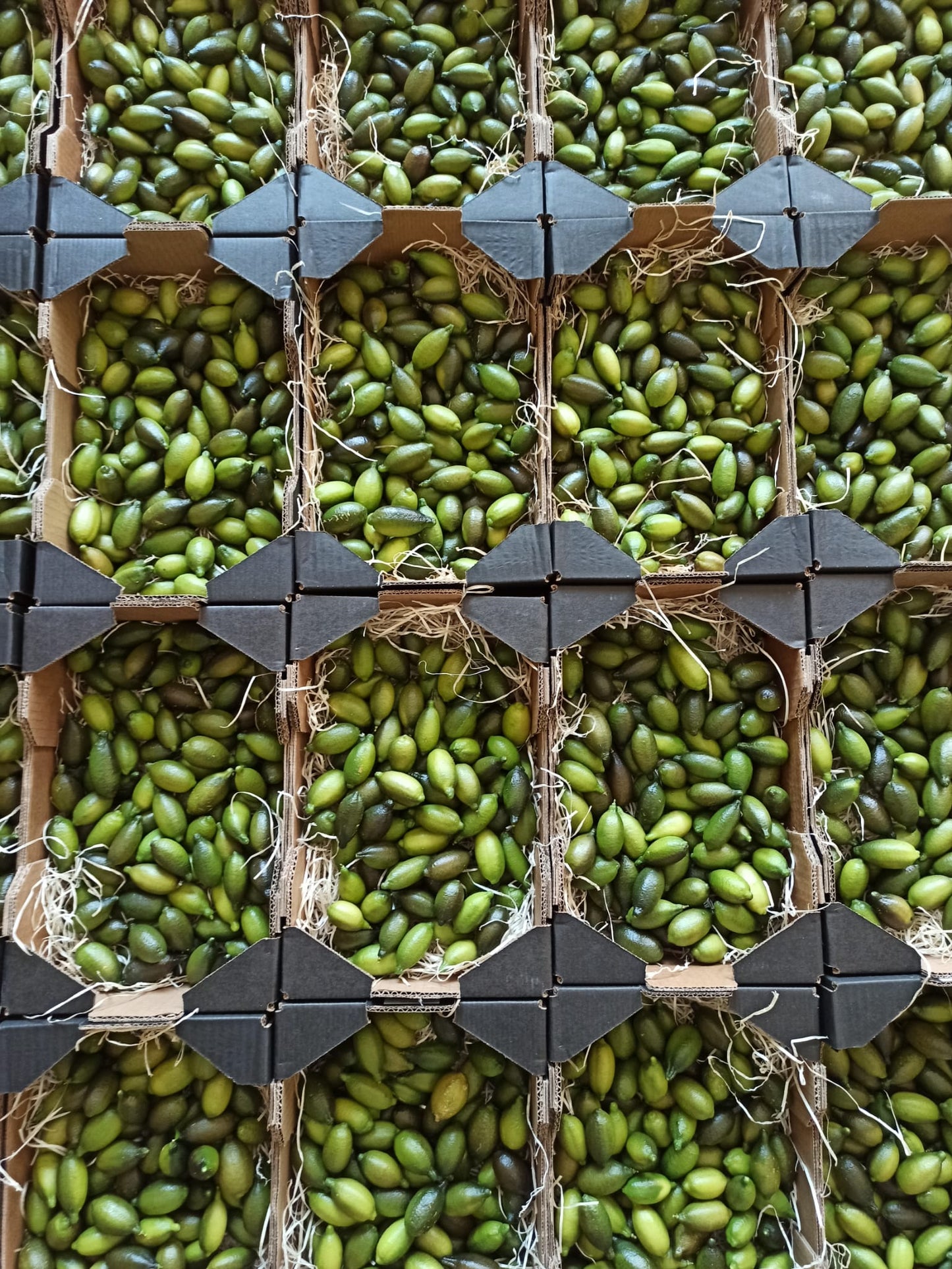 Rectangular trays of green olives and Fresh Finger Limes, Citrus Caviar are arranged neatly in a grid, separated by cardboard dividers and straw packing material.