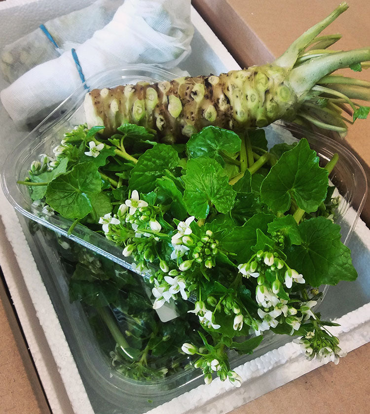 Fresh Wasabi Wasabi Flowers Buy Wasabi Flowers The Wasabi Company